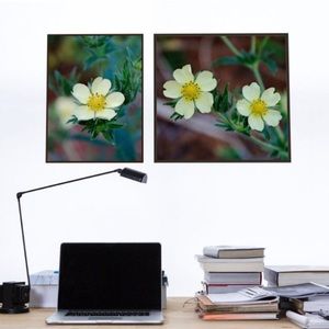 Original wild flower wall art photography prints